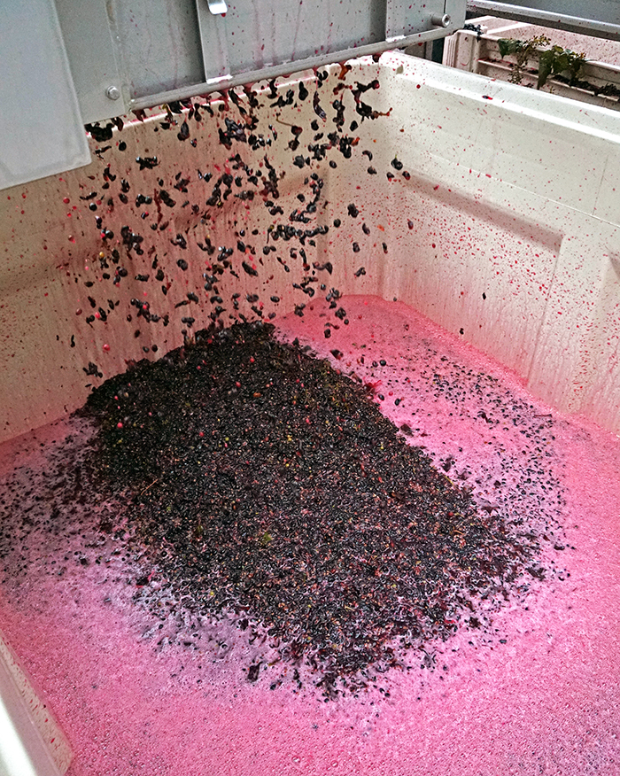 crushing grapes